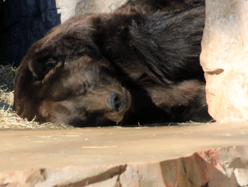 Hibernating bear