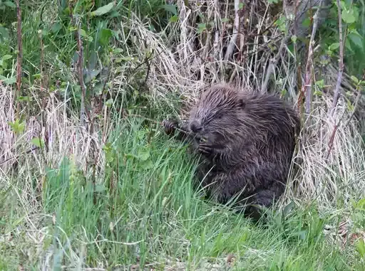 A beaver in tall grass eating leaves off a stick.